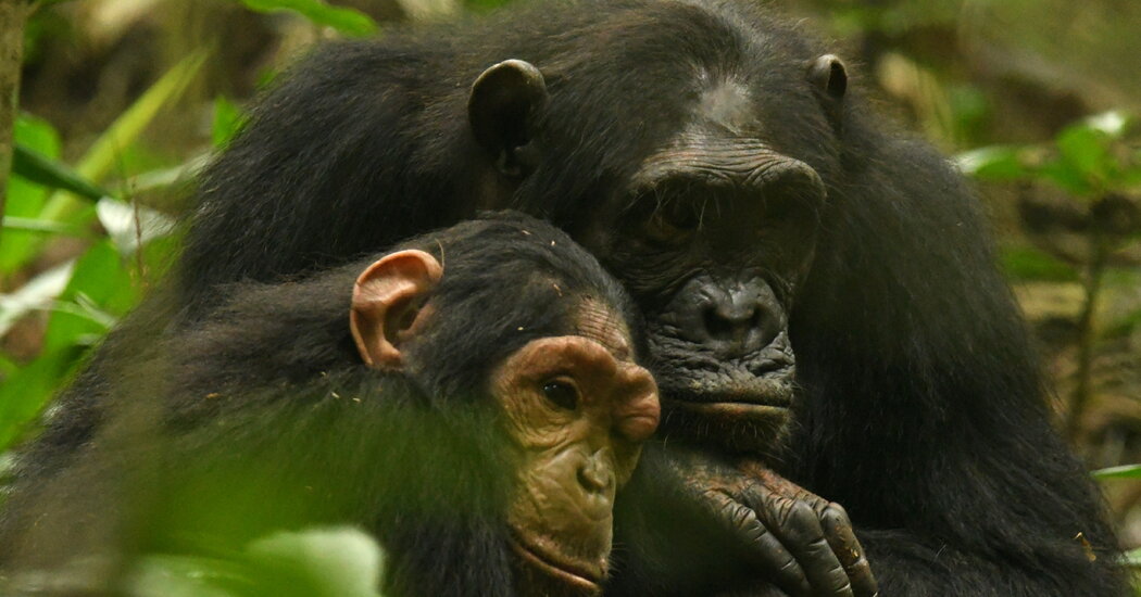 Mother Chimp and Daughter Share a Explicit Sign