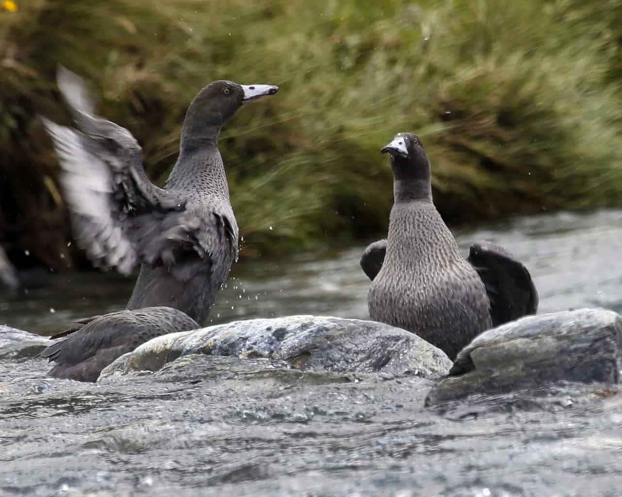 Did Ben and Jerry, the Blue Geese Who Married, Truly Set off an Extinction?