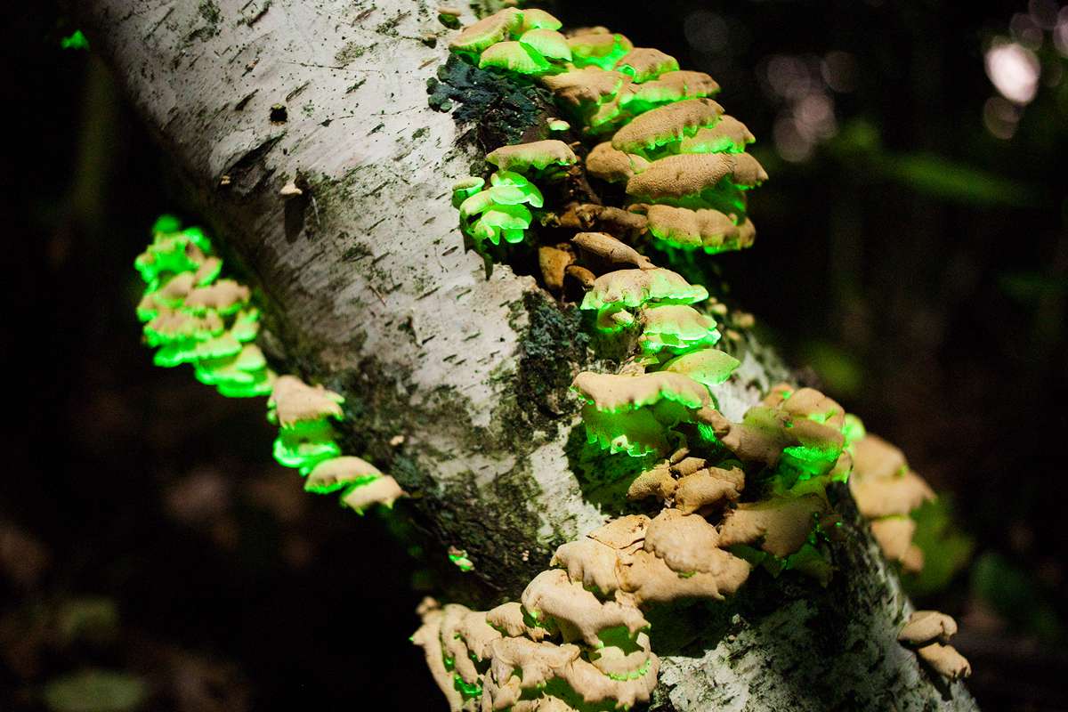 10 Bioluminescent Mushrooms That Glow inside the Darkish