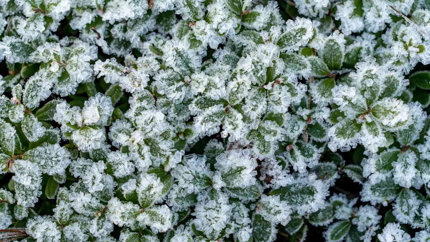 15 Taiga Vegetation That Thrive inside the Boreal Forest