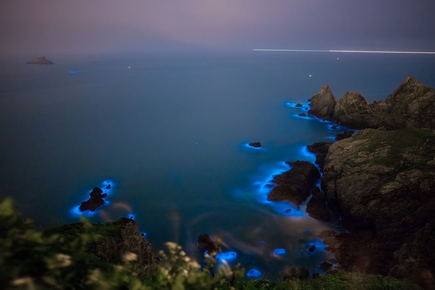 What Is Bioluminescent Algae?