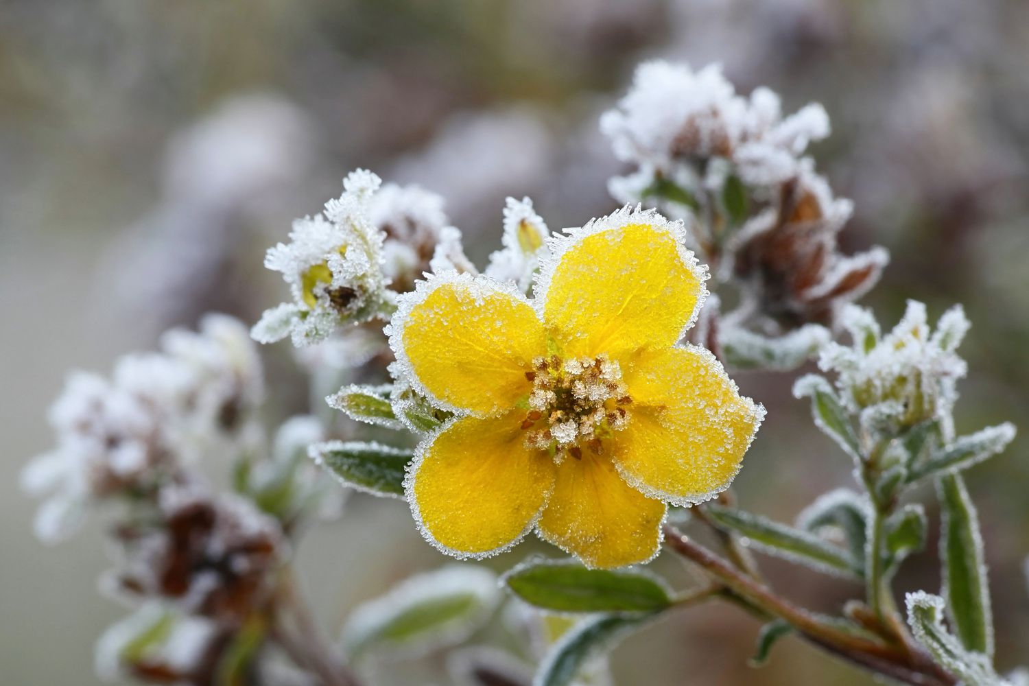 15 Distinctive Styles of Tundra Vegetation