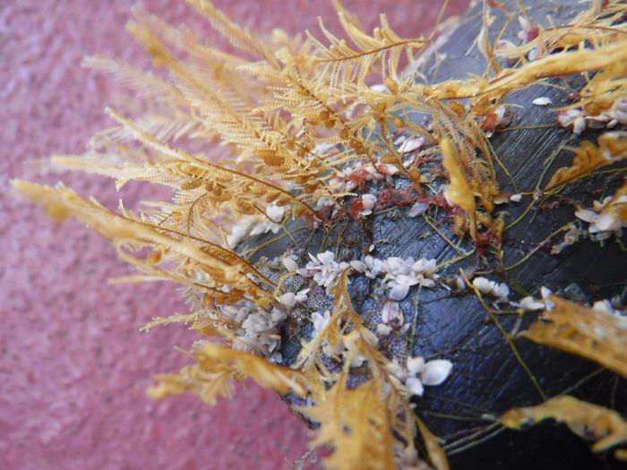 Sudden Species Are Colonizing Rafts of Plastic Particles throughout the Extreme Seas