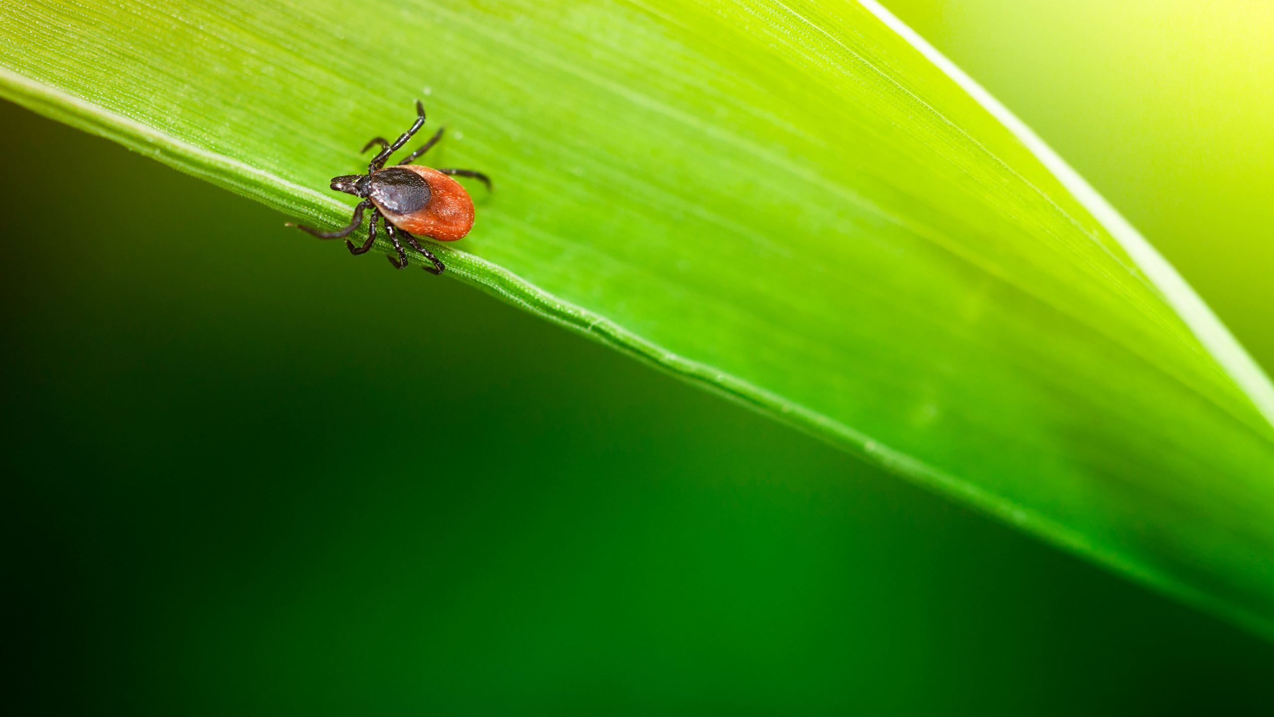 Do Ticks Fall From Bushes?